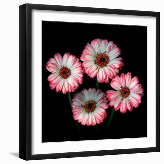 Gerbera I-Magda Indigo-Framed Photographic Print