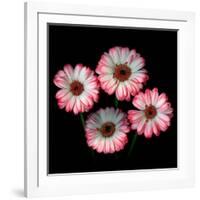 Gerbera I-Magda Indigo-Framed Photographic Print