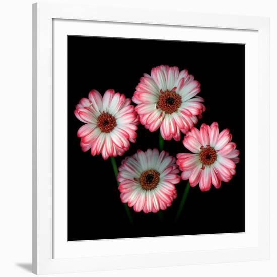 Gerbera I-Magda Indigo-Framed Photographic Print