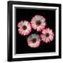 Gerbera I-Magda Indigo-Framed Photographic Print