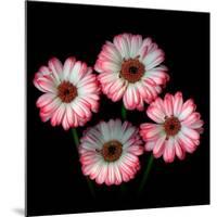 Gerbera I-Magda Indigo-Mounted Photographic Print