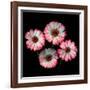 Gerbera I-Magda Indigo-Framed Photographic Print