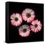 Gerbera I-Magda Indigo-Framed Stretched Canvas