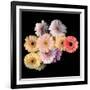 Gerbera II-Magda Indigo-Framed Photographic Print