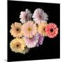 Gerbera II-Magda Indigo-Mounted Photographic Print