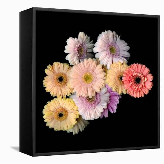 Gerbera II-Magda Indigo-Framed Stretched Canvas