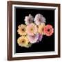 Gerbera II-Magda Indigo-Framed Photographic Print