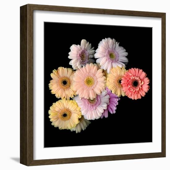 Gerbera II-Magda Indigo-Framed Photographic Print