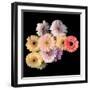 Gerbera II-Magda Indigo-Framed Photographic Print