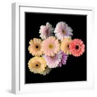 Gerbera II-Magda Indigo-Framed Photographic Print