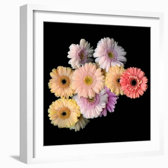 Gerbera II-Magda Indigo-Framed Photographic Print