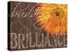 Gerbera II-Sylvia Murray-Stretched Canvas