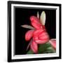 Gerbera III-Magda Indigo-Framed Photographic Print