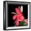 Gerbera III-Magda Indigo-Framed Photographic Print