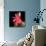 Gerbera III-Magda Indigo-Photographic Print displayed on a wall