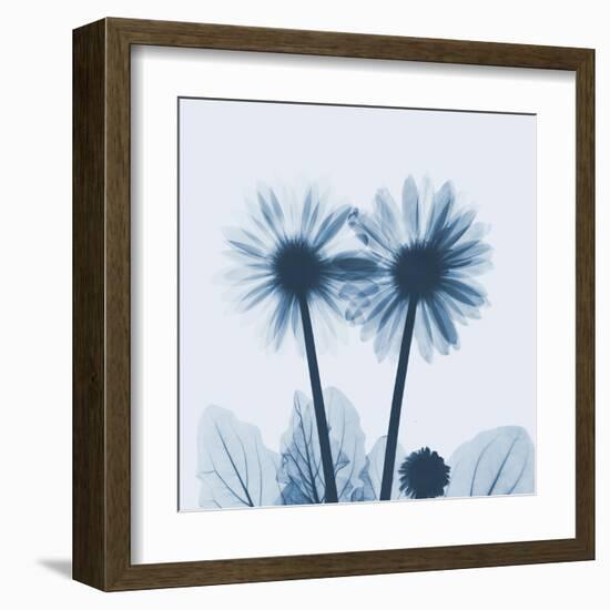 Gerbera in Blue-Albert Koetsier-Framed Art Print