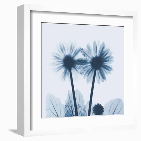 Gerbera in Blue-Albert Koetsier-Framed Art Print