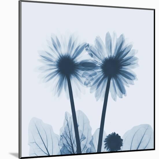 Gerbera in Blue-Albert Koetsier-Mounted Art Print