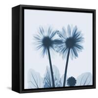 Gerbera in Blue-Albert Koetsier-Framed Stretched Canvas