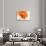 Gerbera in Orange-Uwe Merkel-Premium Photographic Print displayed on a wall