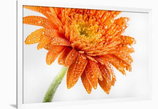 Gerbera in Orange-Uwe Merkel-Framed Premium Photographic Print