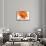 Gerbera in Orange-Uwe Merkel-Mounted Premium Photographic Print displayed on a wall