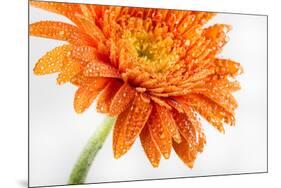 Gerbera in Orange-Uwe Merkel-Mounted Premium Photographic Print