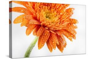 Gerbera in Orange-Uwe Merkel-Stretched Canvas