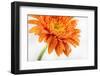 Gerbera in Orange-Uwe Merkel-Framed Photographic Print