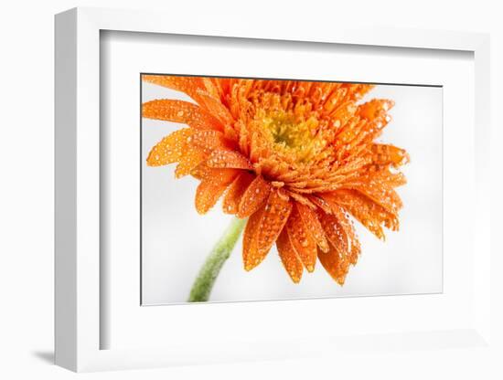 Gerbera in Orange-Uwe Merkel-Framed Photographic Print