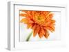 Gerbera in Orange-Uwe Merkel-Framed Photographic Print