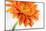 Gerbera in Orange-Uwe Merkel-Mounted Photographic Print