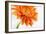 Gerbera in Orange-Uwe Merkel-Framed Photographic Print