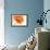 Gerbera in Orange-Uwe Merkel-Framed Photographic Print displayed on a wall