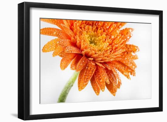 Gerbera in Orange-Uwe Merkel-Framed Photographic Print