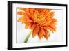 Gerbera in Orange-Uwe Merkel-Framed Photographic Print