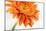 Gerbera in Orange-Uwe Merkel-Mounted Photographic Print