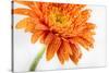 Gerbera in Orange-Uwe Merkel-Stretched Canvas