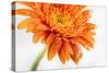 Gerbera in Orange-Uwe Merkel-Stretched Canvas