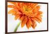 Gerbera in Orange-Uwe Merkel-Framed Photographic Print