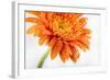 Gerbera in Orange-Uwe Merkel-Framed Photographic Print