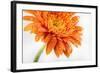 Gerbera in Orange-Uwe Merkel-Framed Photographic Print