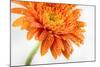 Gerbera in Orange-Uwe Merkel-Mounted Photographic Print