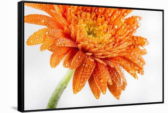 Gerbera in Orange-Uwe Merkel-Framed Stretched Canvas