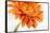 Gerbera in Orange-Uwe Merkel-Framed Stretched Canvas