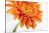 Gerbera in Orange-Uwe Merkel-Stretched Canvas