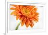 Gerbera in Orange-Uwe Merkel-Framed Photographic Print