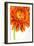 Gerbera in Orange-Uwe Merkel-Framed Photographic Print