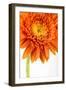 Gerbera in Orange-Uwe Merkel-Framed Photographic Print