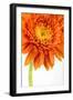 Gerbera in Orange-Uwe Merkel-Framed Photographic Print